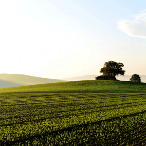 BLOG RELAUNCH: SECURE THE BAG 2021 4 Blog relaunch, the land is green.