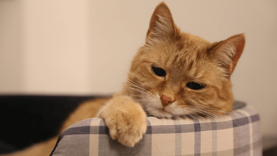 BOREDOM, WHAT DO I DO? 3 BOREDOM, WHAT DO I DO?