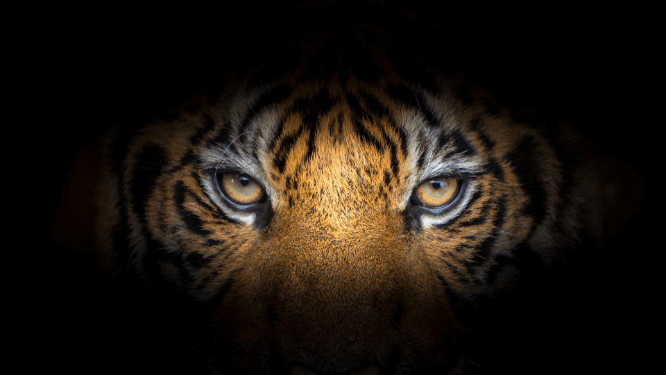 THE TIGER IS OUT