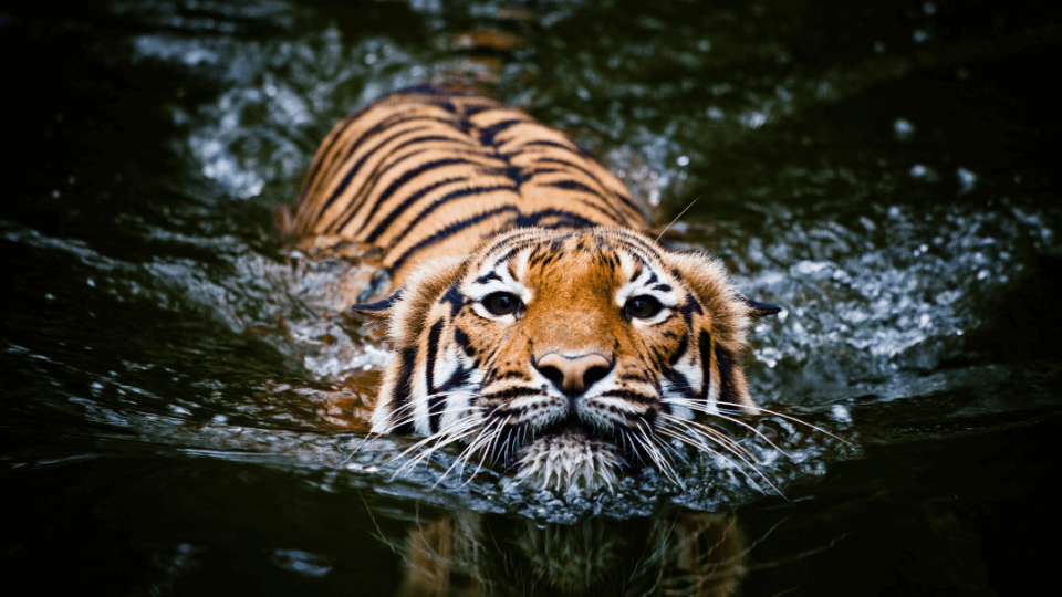 THE TIGER IS OUT