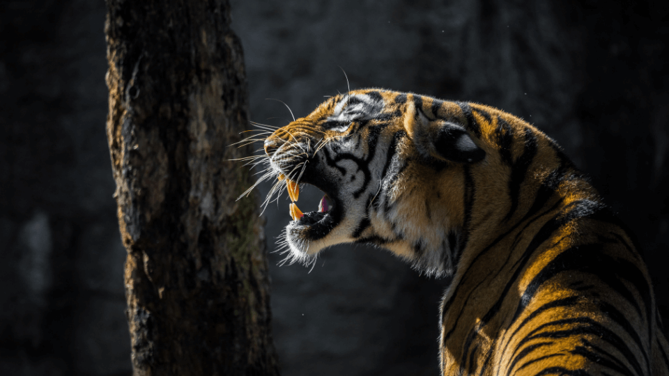 THE TIGER IS OUT
